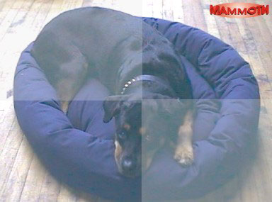 Mammoth Donut Dog Bed