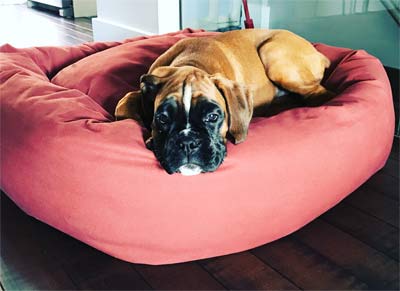 Mammoth Oblong Dog Beds