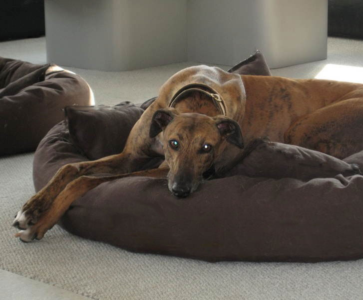 greyhound on bed Mammoth Dog Beds Canada