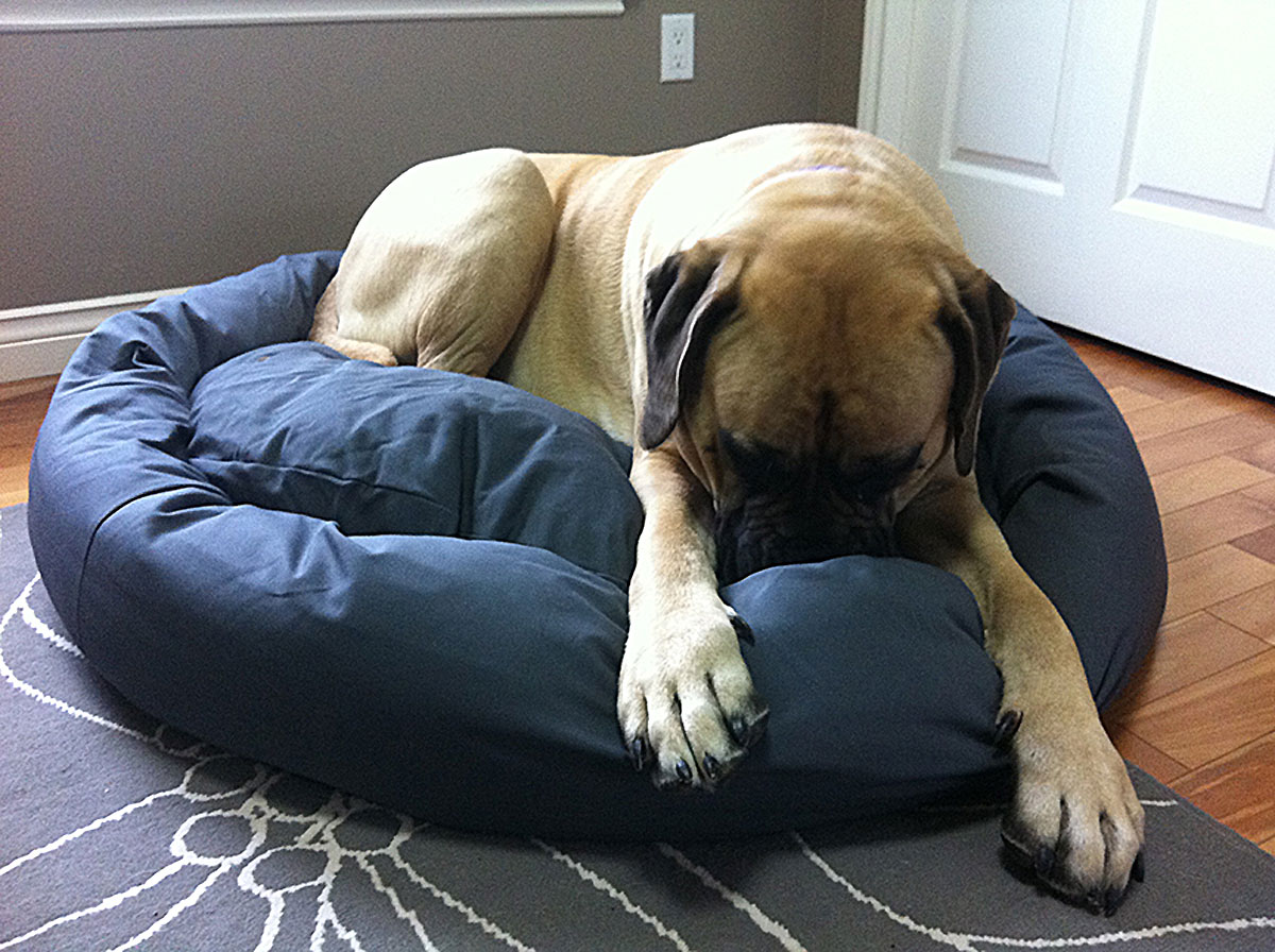 bed mastiff