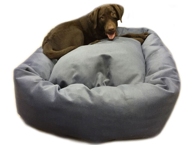 Labrador On Mammoth Bed