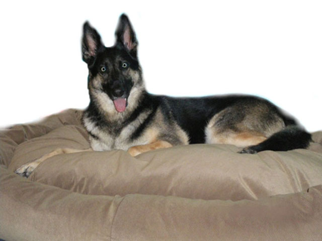 Shepherd on dog bed