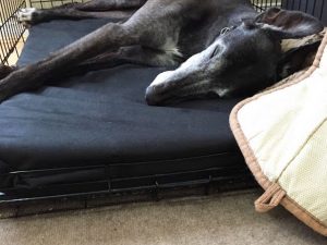Mammoth CrateLong Dog Bed