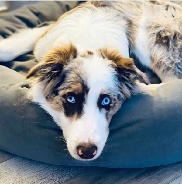 Mammoth Tufted Dog Bed