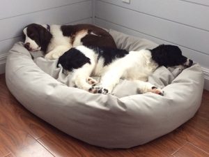 Mammoth Oblong Dog Beds