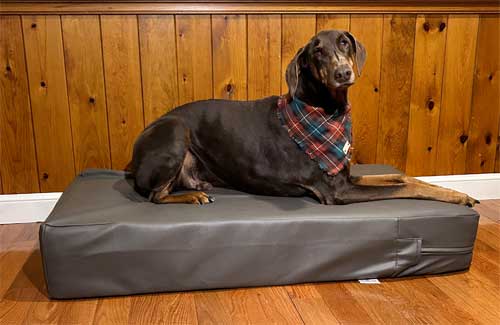 doberman on lounger